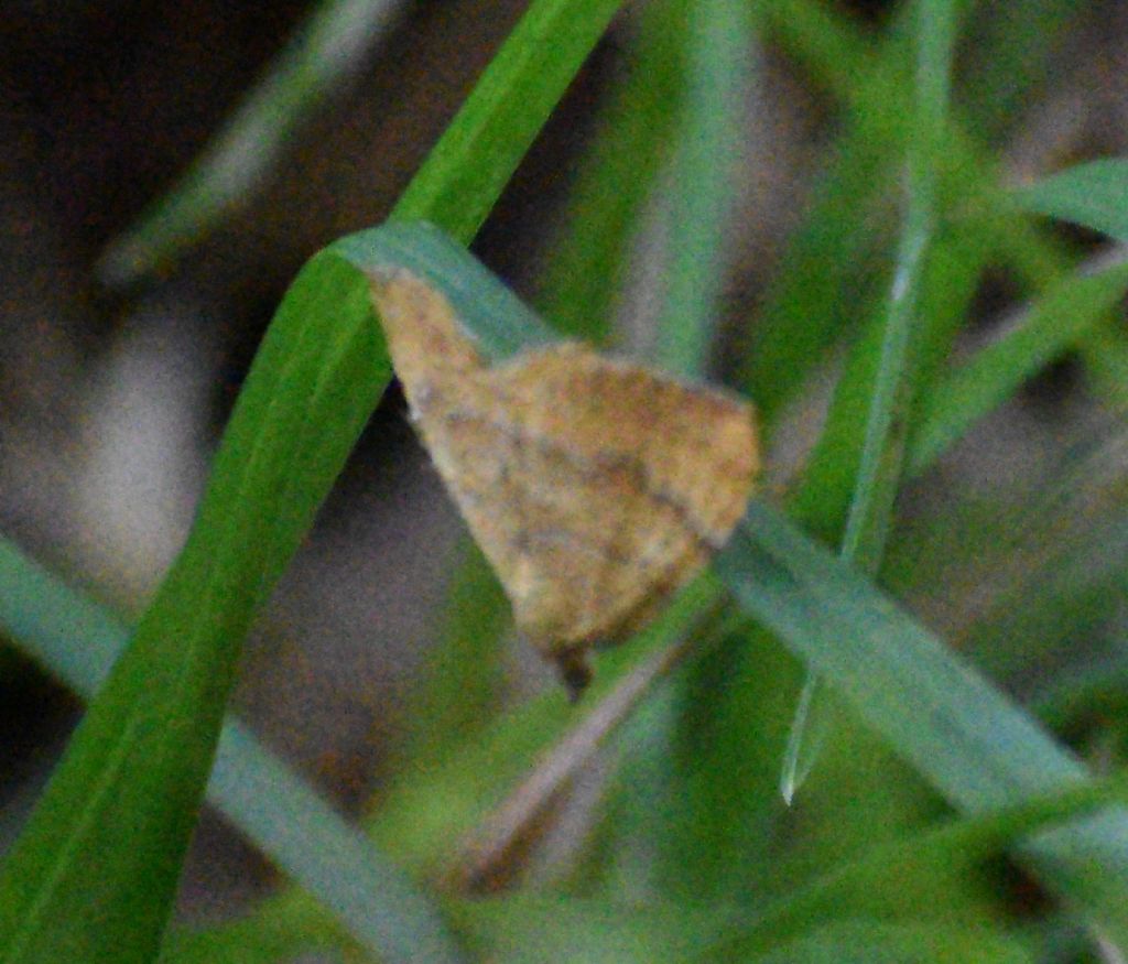 falena da id. 2